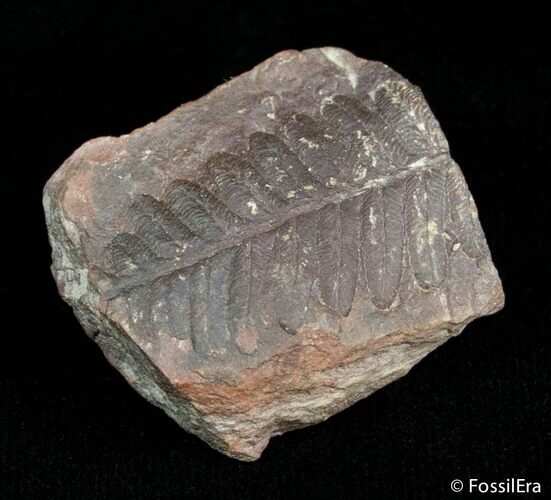 Fern Fossil From Mazon Creek - Million Years Old #3067
